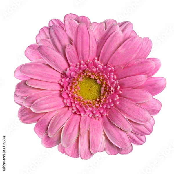 Fototapeta Beautiful Pink Gerbera Flower Isolated on White