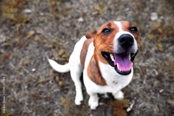 Fototapeta contented dog jack russell terrier sits on the ground and looks at the owner. view from above.
