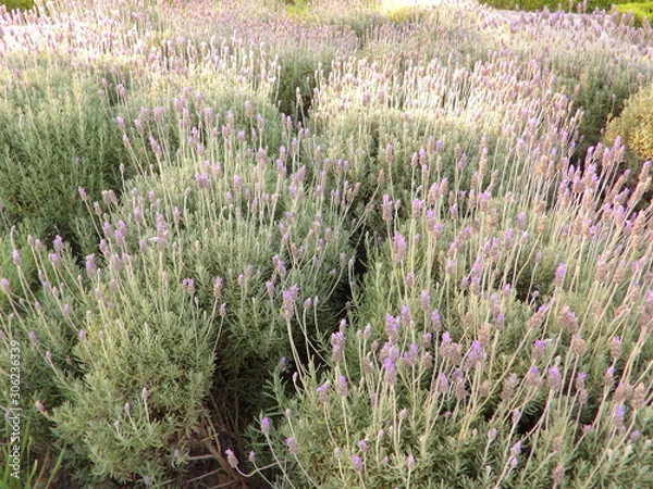Obraz Plantas de Lavanda