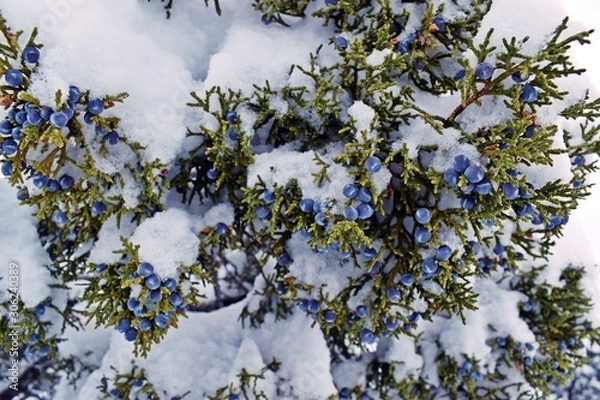 Fototapeta Snowy Juniper #1 