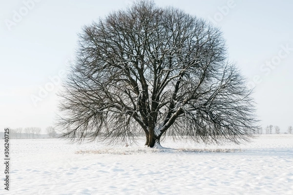 Obraz Winterlandschaft