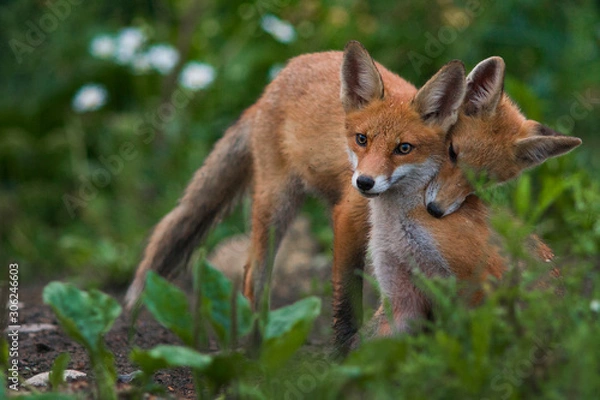 Obraz Red fox cub cuddle with mother fox
