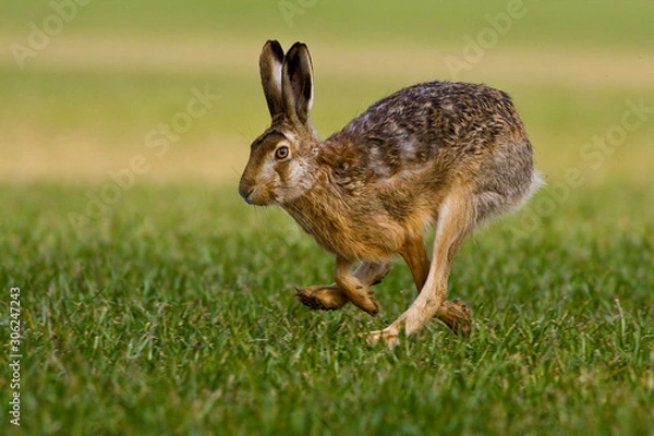 Fototapeta zając biegnie w pięknym świetle na zielonej łące, dzikie zwierze w środowisku naturalnym, lepus europaeus.