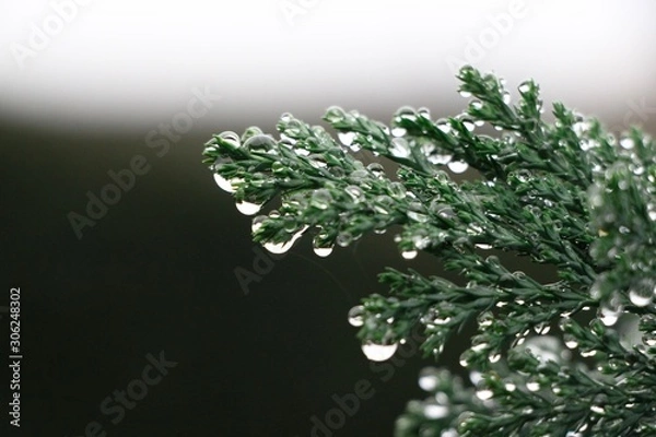 Obraz Rain drops on a small tree...