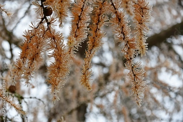 Fototapeta larch branches covered with hoarfrost 