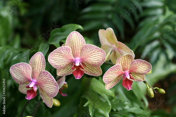 Obraz Orchids