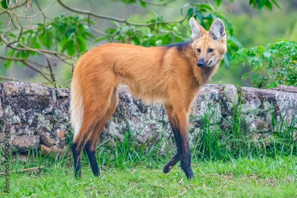 Obraz maned wolf walking