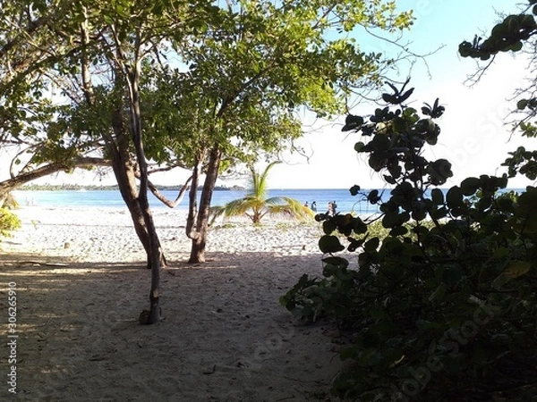 Obraz tree on the beach