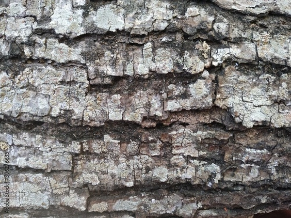 Fototapeta Wood tree Trunks texture background