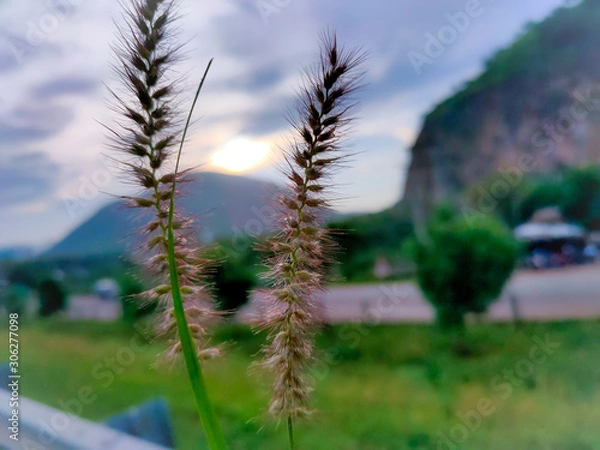 Obraz palm trees and blue sky