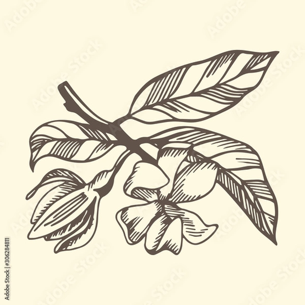 Fototapeta Ylang ylang branche and flowers on yellow background. Hand drawn botanical illustration with brown contour lines in vector.