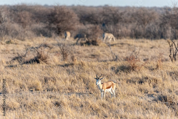 Fototapeta One Impala - Aepyceros melampus- closely attending its surroundings in Etosha National Park, Namibia.