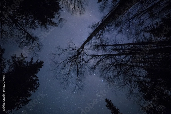 Fototapeta Looking up at trees in the night sky
