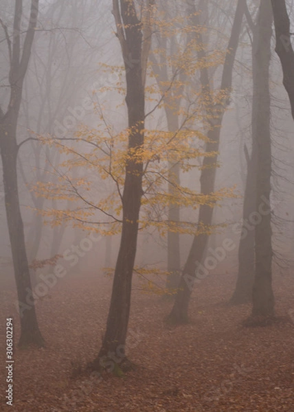 Fototapeta Hoia Baciu Forest -World’s Most Haunted Forest with a reputation for many intense paranormal activity and unexplained events. Most Haunted European Forest in Cluj-Napoca, Transylvania, Romania