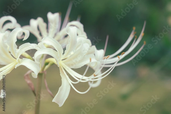 Obraz 白い彼岸花