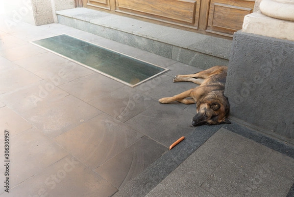 Obraz A big castrated homeless dog sleeping on pavement, with a sausage lying close to its nose.