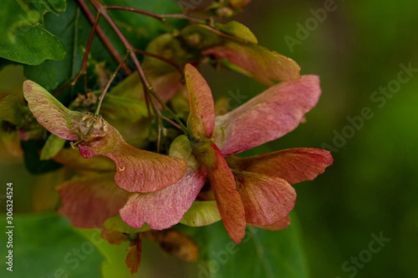 Obraz Junge Weinblatt Ahorn Früchte, Nahaufnahme