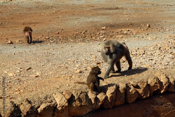 Obraz Monkey with his cub in Safari Park.