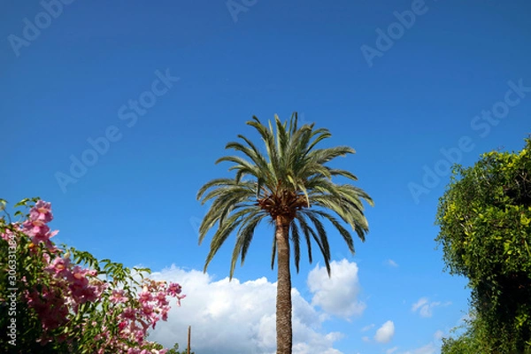 Obraz palm trees against blue sky