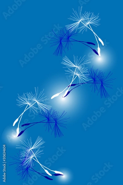 Obraz семена одуванчика