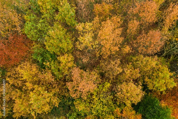 Fototapeta Autumn forest trees with orange, red and grren leaves
