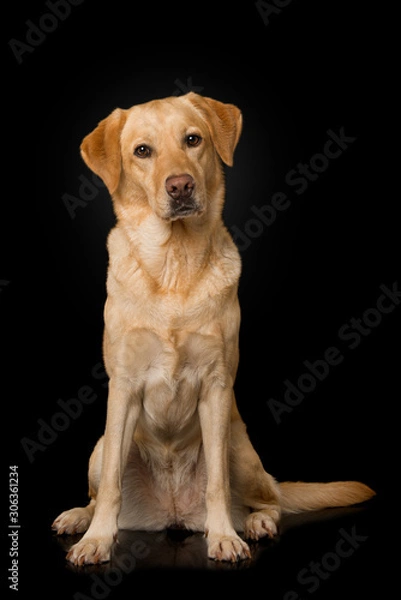 Obraz Labrador retriever dog sitting on black background