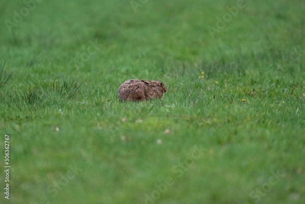 Fototapeta Alert hare with ears flat in meadow.
