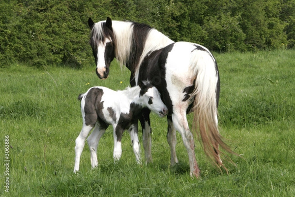 Fototapeta mare and foal