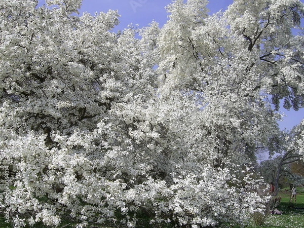 Obraz magnolienblüte