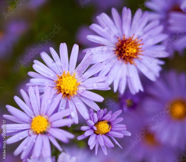 Obraz Blue aster flowers.