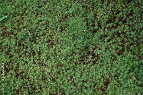 Obraz texture and structure of moss