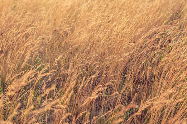 Obraz Yellow grass in the foreground,texture, toned