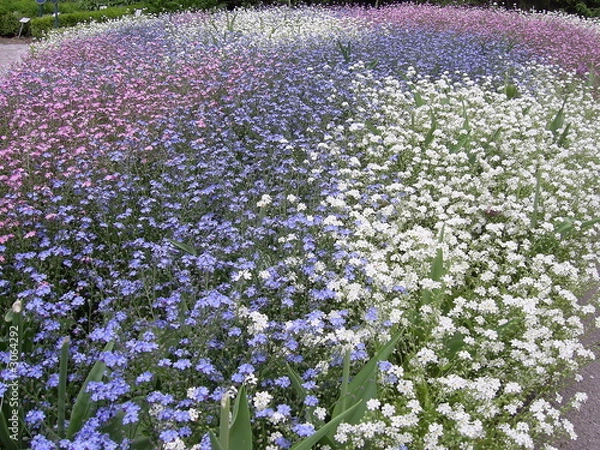 Obraz blaues blütenmeer