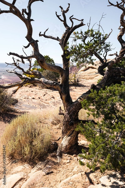 Obraz Canyonlands National Park