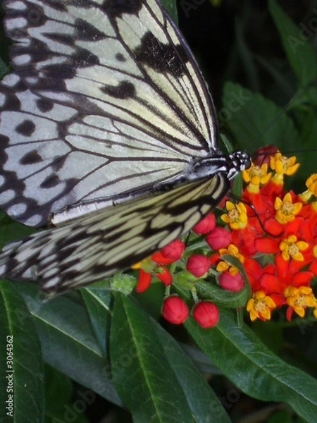 Obraz schmetterling auf blüte