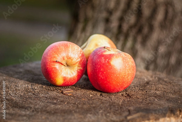 Fototapeta Red, ripe apples on an old tree stump. Shallow depth of field.