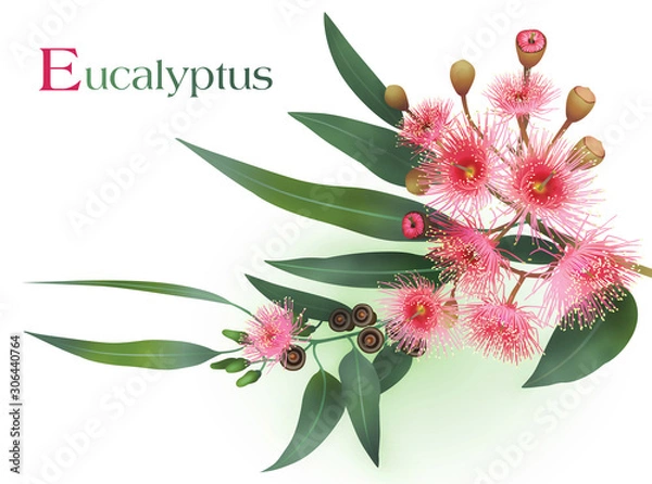 Fototapeta eucalyptus branch