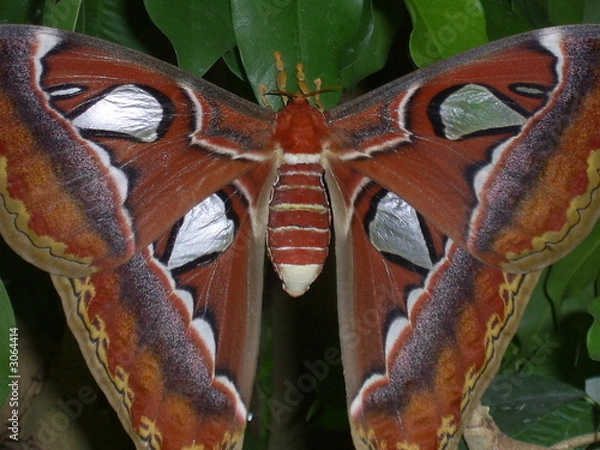 Obraz schmetterling