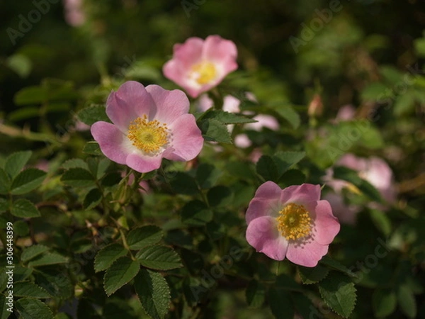 Obraz wild rose hip