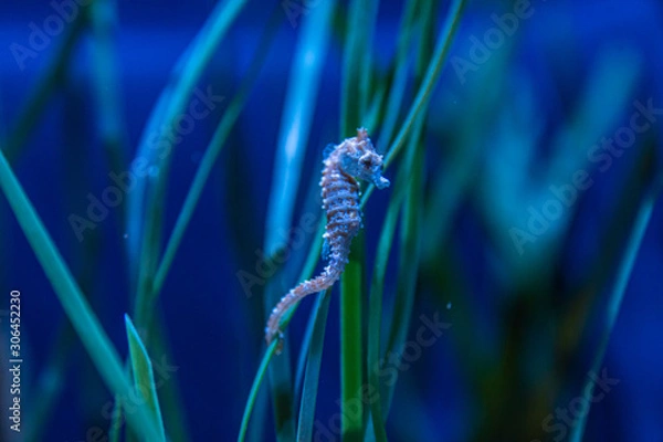 Obraz Dwarf Seahorse