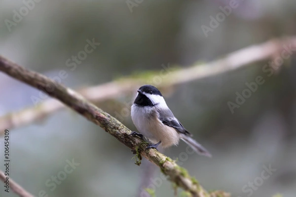 Obraz Black-capped chickadee perched on the branch tree