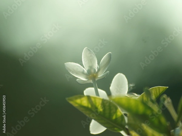 Fototapeta OLYMPUS DIGITAL CAMERA