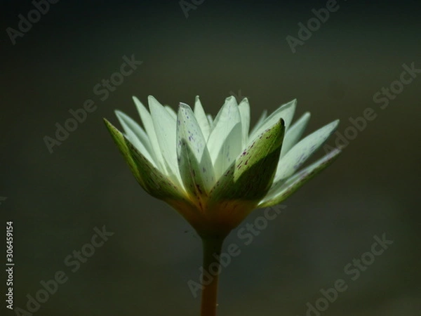 Fototapeta OLYMPUS DIGITAL CAMERA