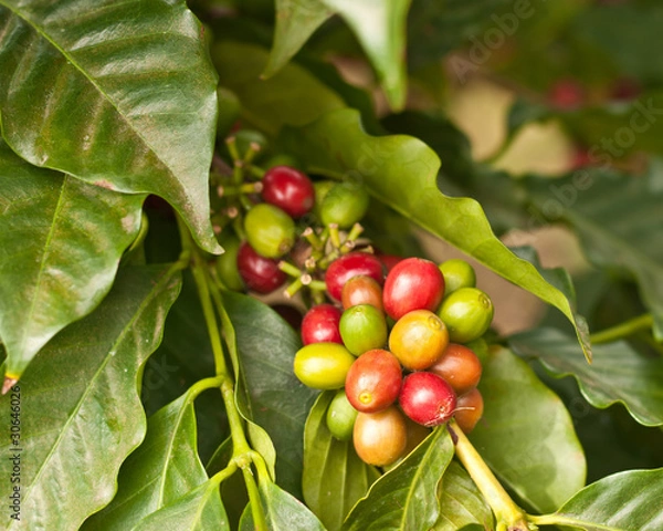 Fototapeta Coffee Beans on Tree