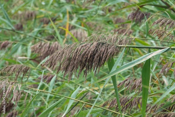 Obraz Phragmites Flowers in Bloom in Summer