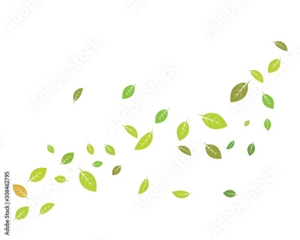 Fototapeta mint leaf illustration vector template