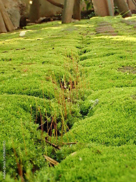 Fototapeta OLYMPUS DIGITAL CAMERA