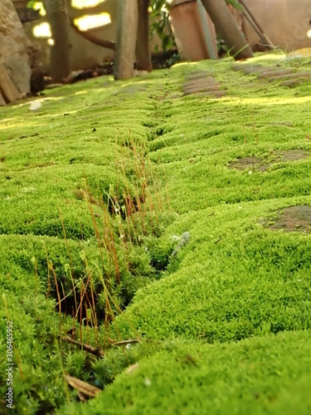 Fototapeta OLYMPUS DIGITAL CAMERA