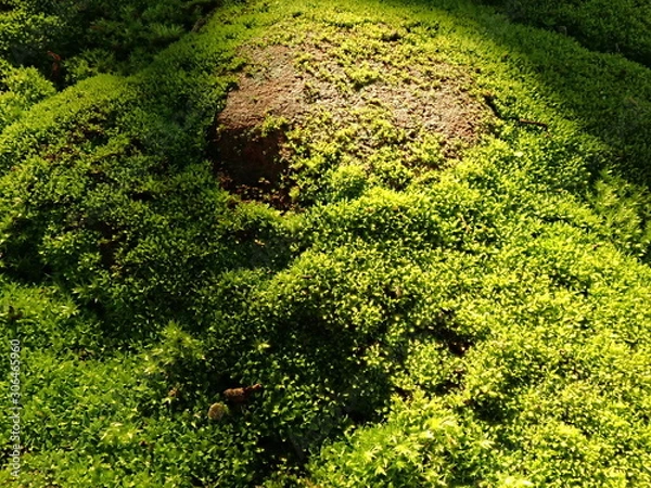 Fototapeta OLYMPUS DIGITAL CAMERA