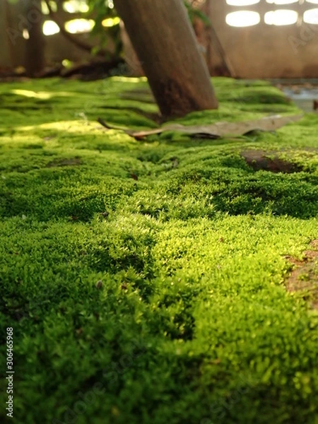 Fototapeta OLYMPUS DIGITAL CAMERA